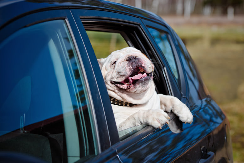 taxi animalier Montpellier, taxi animaux domestiques Montpellier, taxi animal domestique Montpellier taxi animalier Montpellier, taxi animaux domestiques Montpellier, taxi animal domestique Montpellier